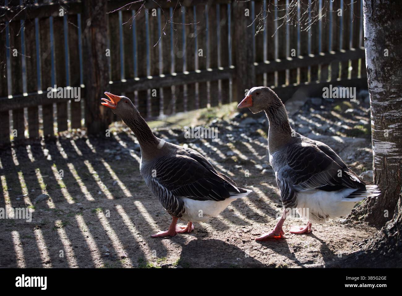 Zwei Gänse im Sonnenlicht im Wildpark Kitzbühel, Tirol Stockfoto