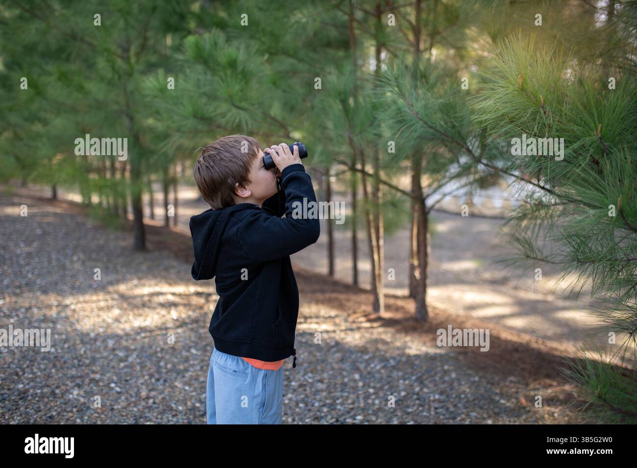 Junge, der ein Fernglas in einem bewaldeten Gebiet mit Kiefern benutzt Stockfoto