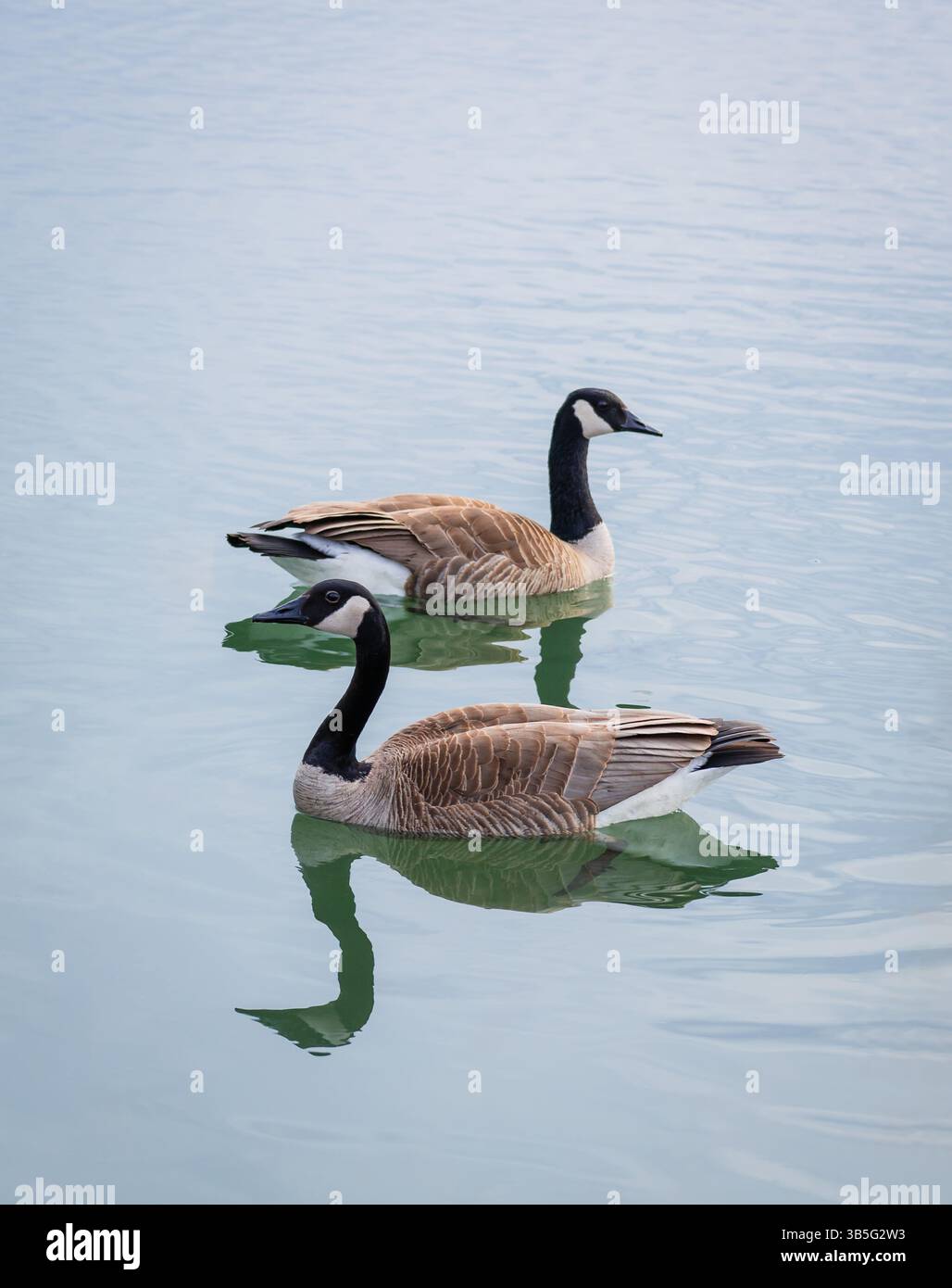 Nahaufnahme eines Paares Kanadiengänse, die zusammen in einem Teich schwimmen. Stockfoto