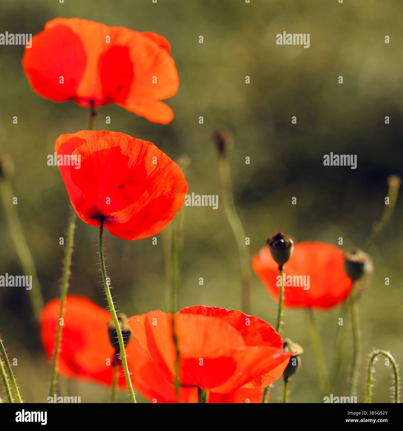 Rote Mohnblumen in einem üppigen Feld mit grünem Gras am Sommertag Stockfoto