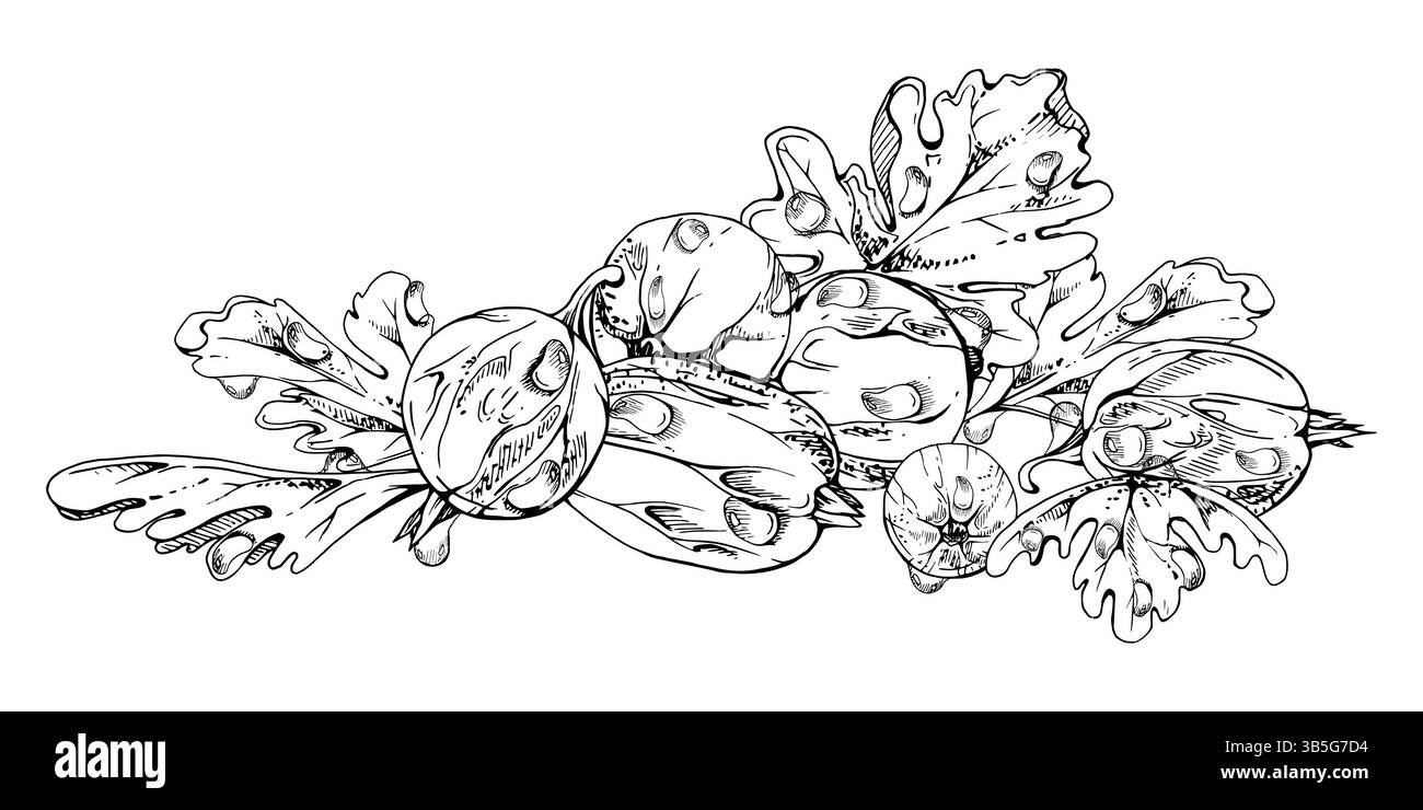 Stachelbeere Johannisbeeren Blätter in Wassertautropfen, reife Garten Huckleberry Casseille Jostaberry. Isolierte botanische Illustration, Vektortinte Hand Stock Vektor