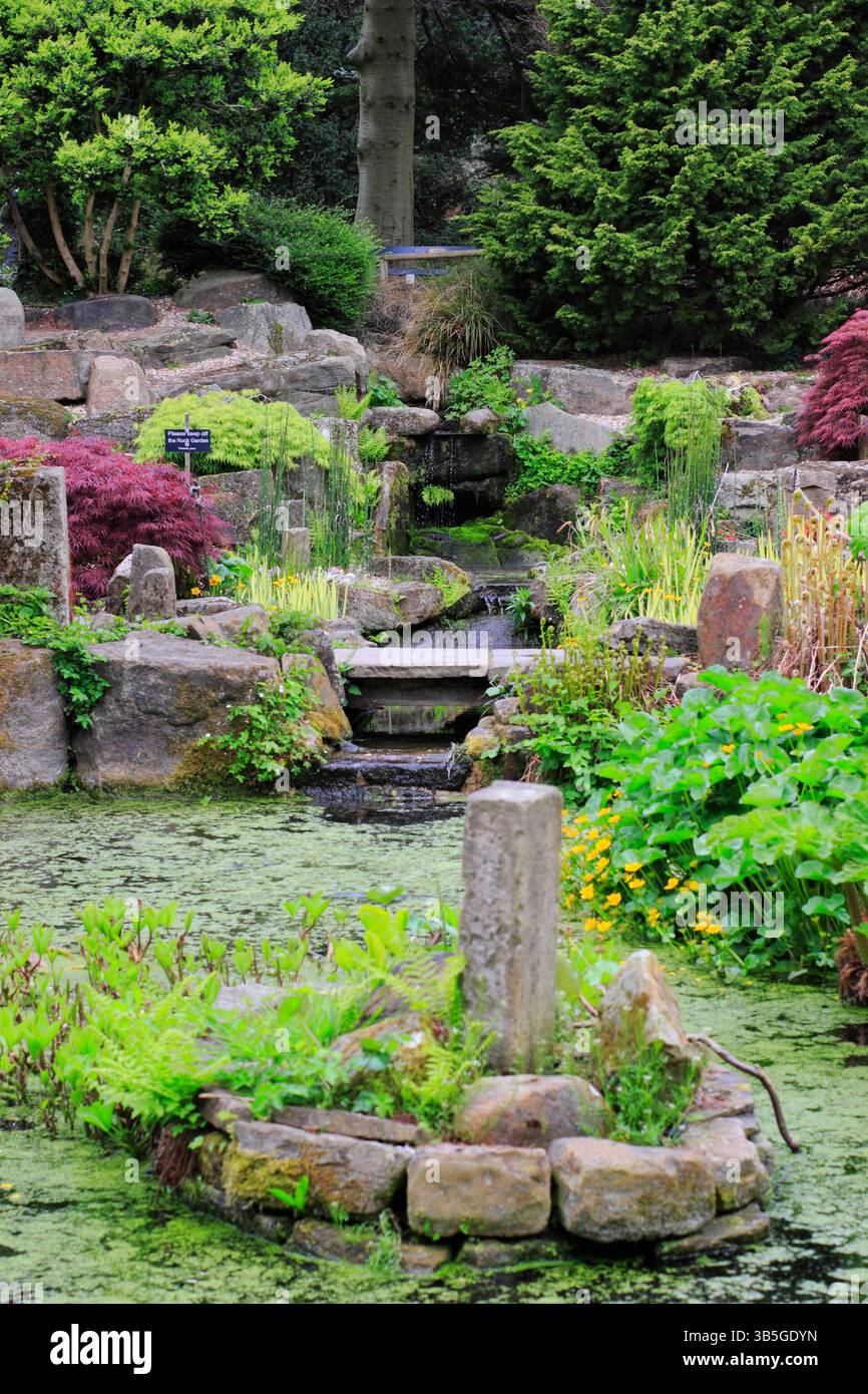 Detail des Rock and Water Garden in Sheffield Botanical Gardens im Frühjahr mit japanischen Ahornen und Gunnera Tinctoria am Teich. Feder. UK Stockfoto