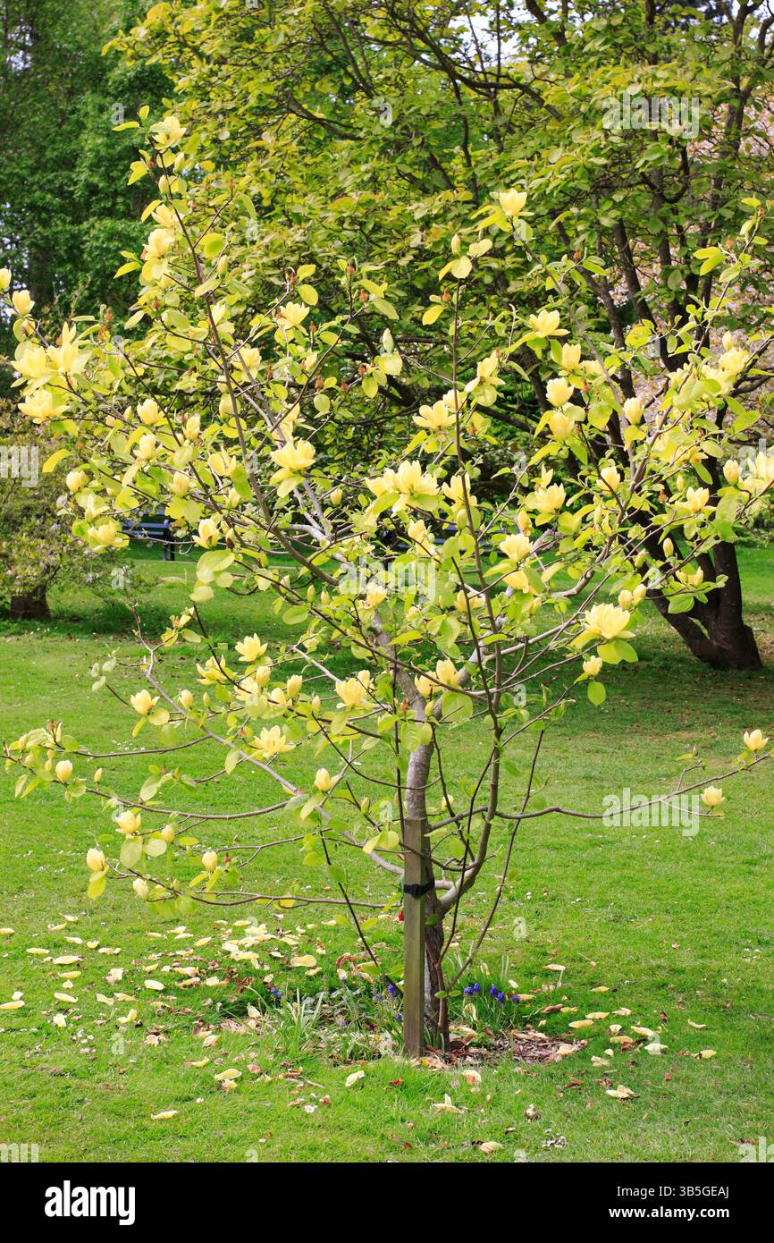 Magnolia Lois Baum. Junger Magnolia Lois Zierbaum mit markanten blassgelben schalenförmigen Blüten im Frühling, Großbritannien. Stockfoto