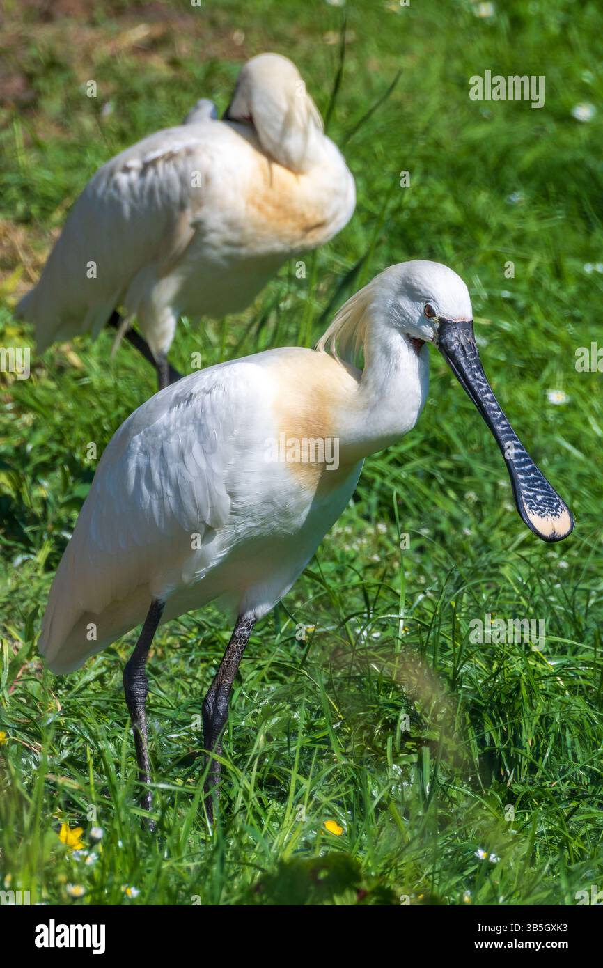 Löffelschnabel, ein großer, langbeiniger Watvogel. Stockfoto