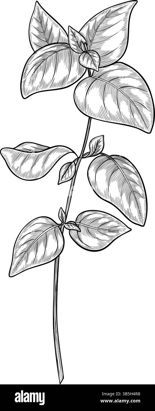 Botanische Vektorillustration eines Basilikumzweigs im Linienart-Stil. Zeichnung von Küchenkraut mit Blättern für kulinarische oder Kochbuchrezepte im Umrissstil. Skizze von Minze oder Oregano für Lebensmitteletiketten. Stock Vektor