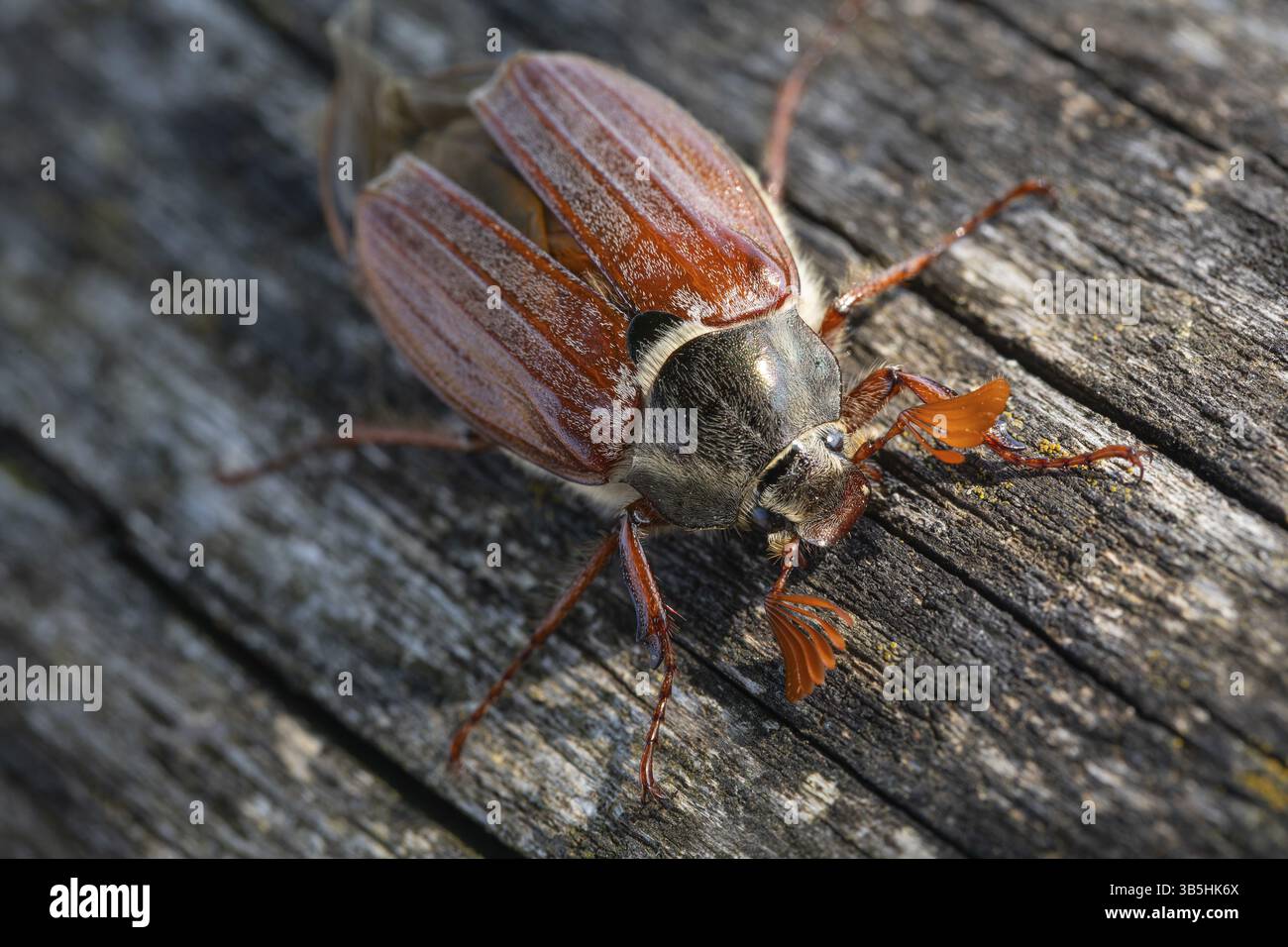 Nahaufnahme eines Cocktailchafers - faszinierende Details eines Frühlingsboten Stockfoto