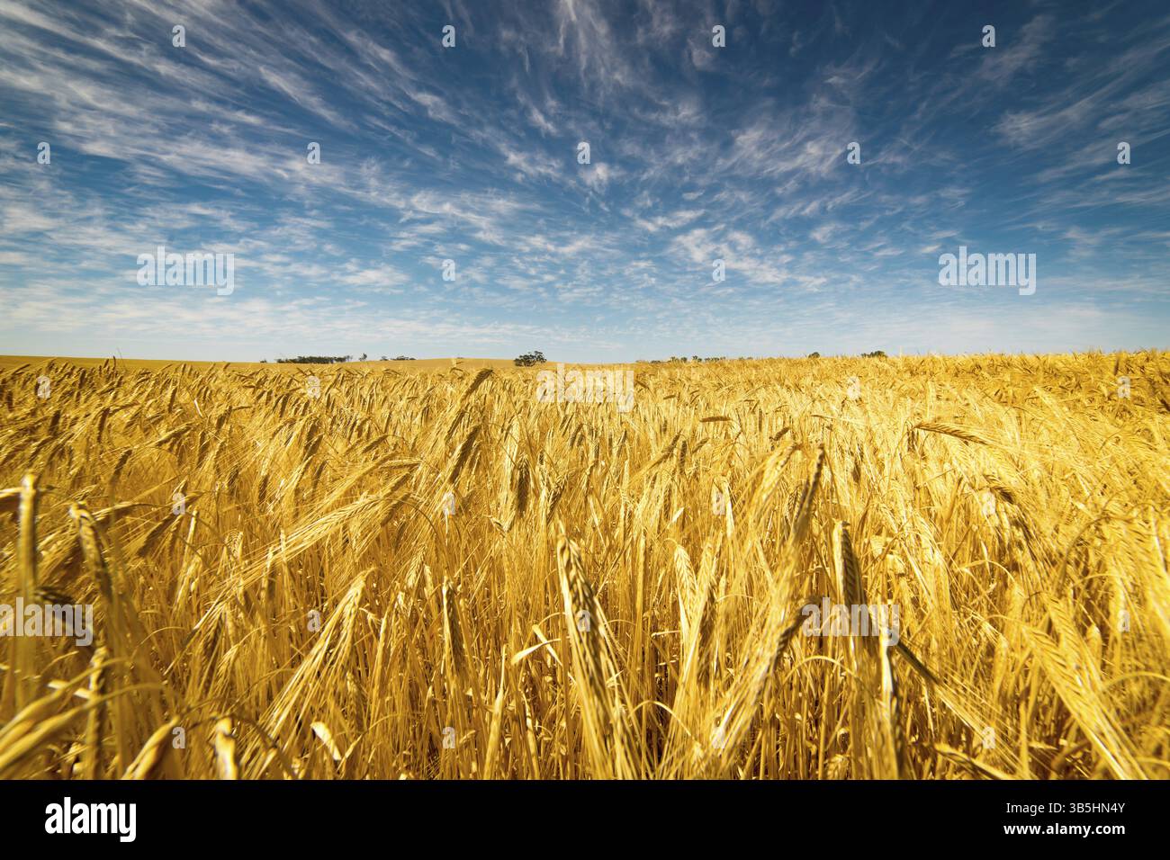 Feld Goldener Weizen unter dem blauen Himmel und Wolken Stockfoto