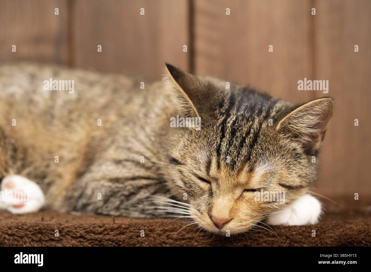 Ein kleines Kätzchen schläft zu Hause auf seiner Decke mit ausgestreckten Pfoten. Die Katze hat geschlossene Augen und hervorstehende Ohren Stockfoto