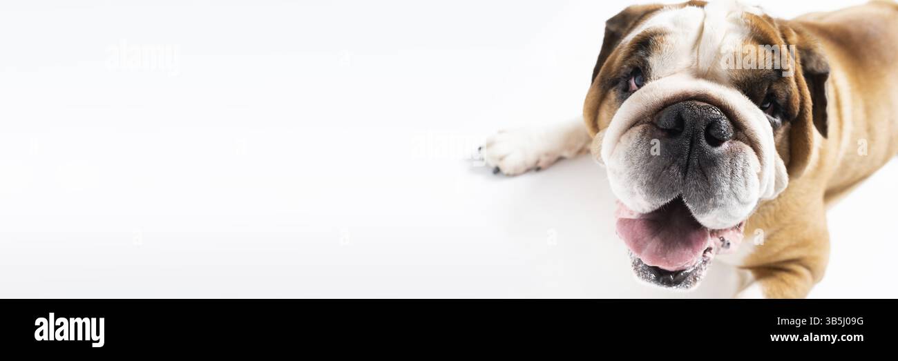 Ein englischer Bulldog liegt mit offenem Mund auf weißem Hintergrund. Der englische Bulldog ist ein reinrassiger Hund mit Abstammung. Die Rasse des Hundes gehört dazu Stockfoto