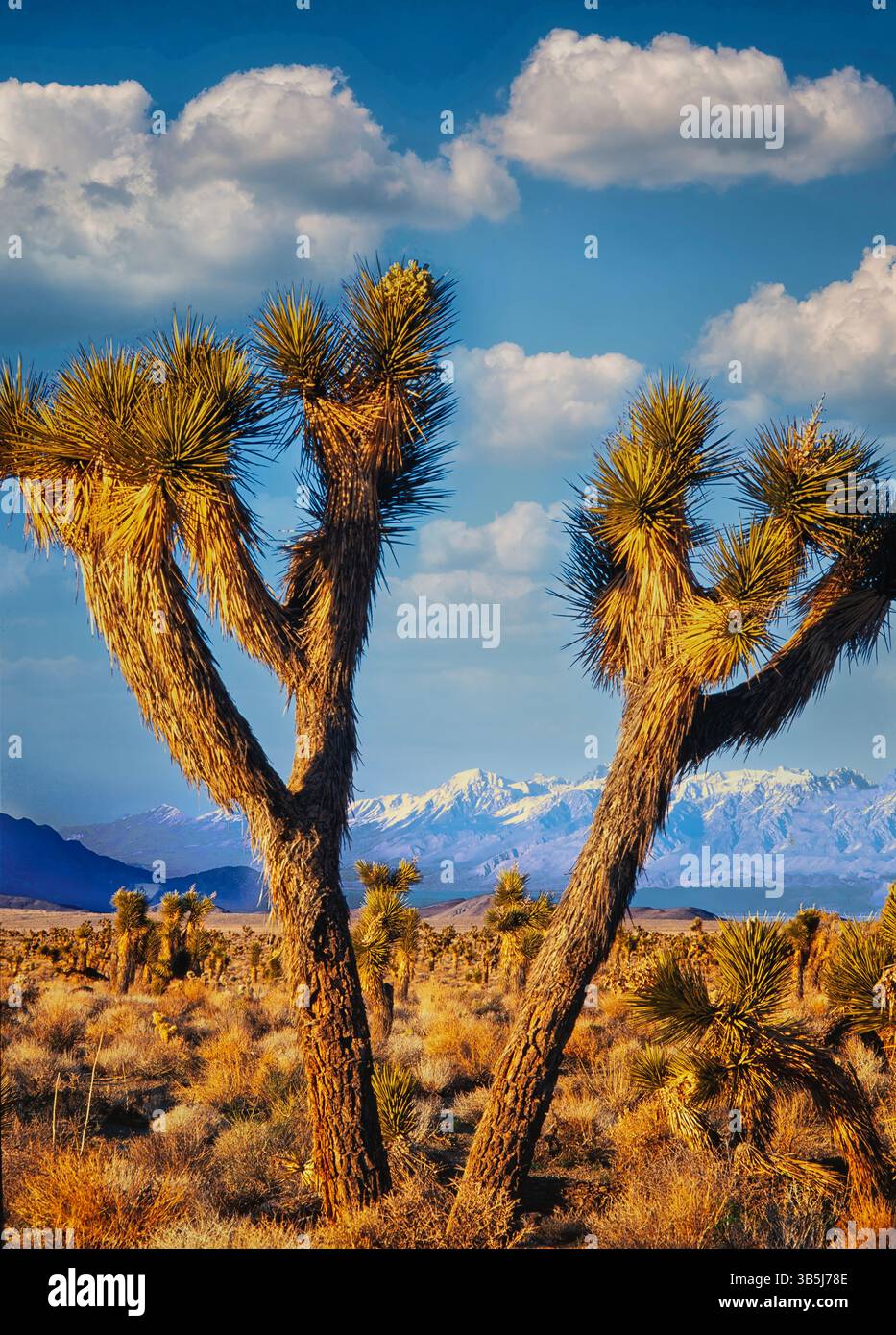 Joshua Tree und die östlichen sierra Mountains. Kalifornien Stockfoto
