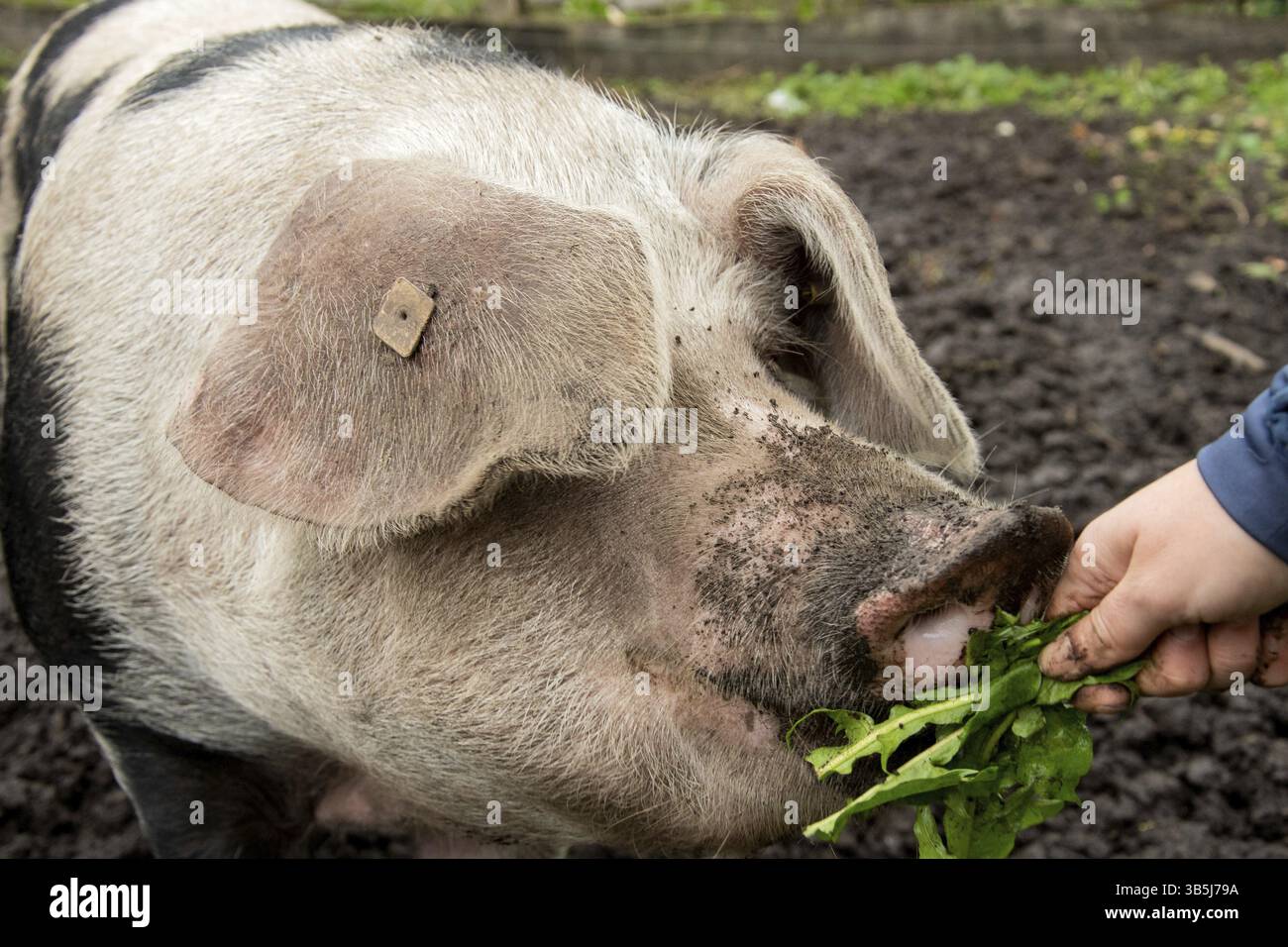 Nahaufnahme eines Bentheim-Schwarzen Rattens Stockfoto
