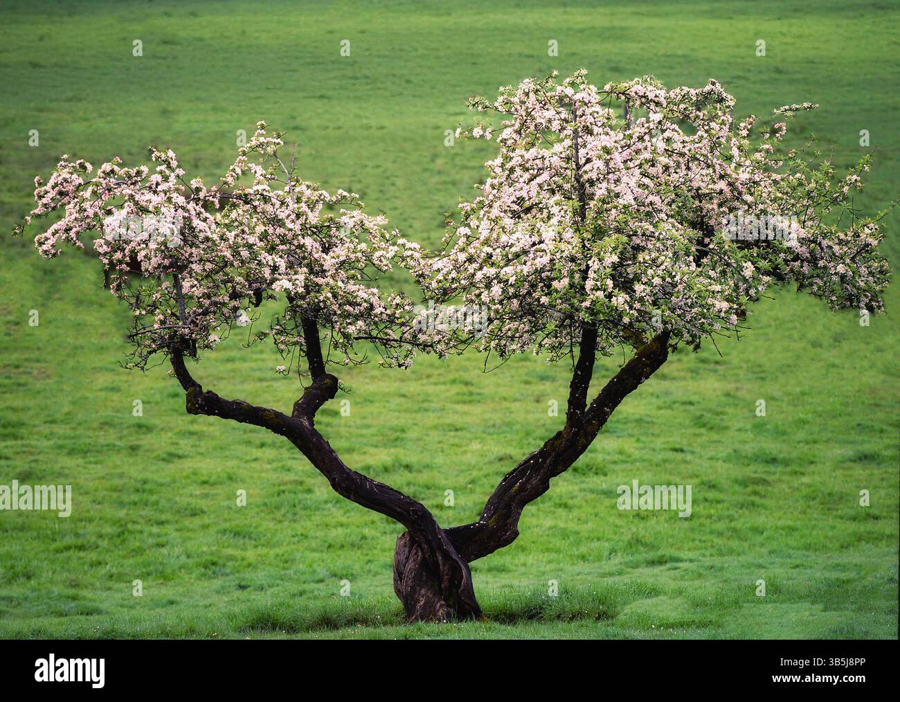 Apfel in Blüte auf dem Grasfeld. Stockfoto