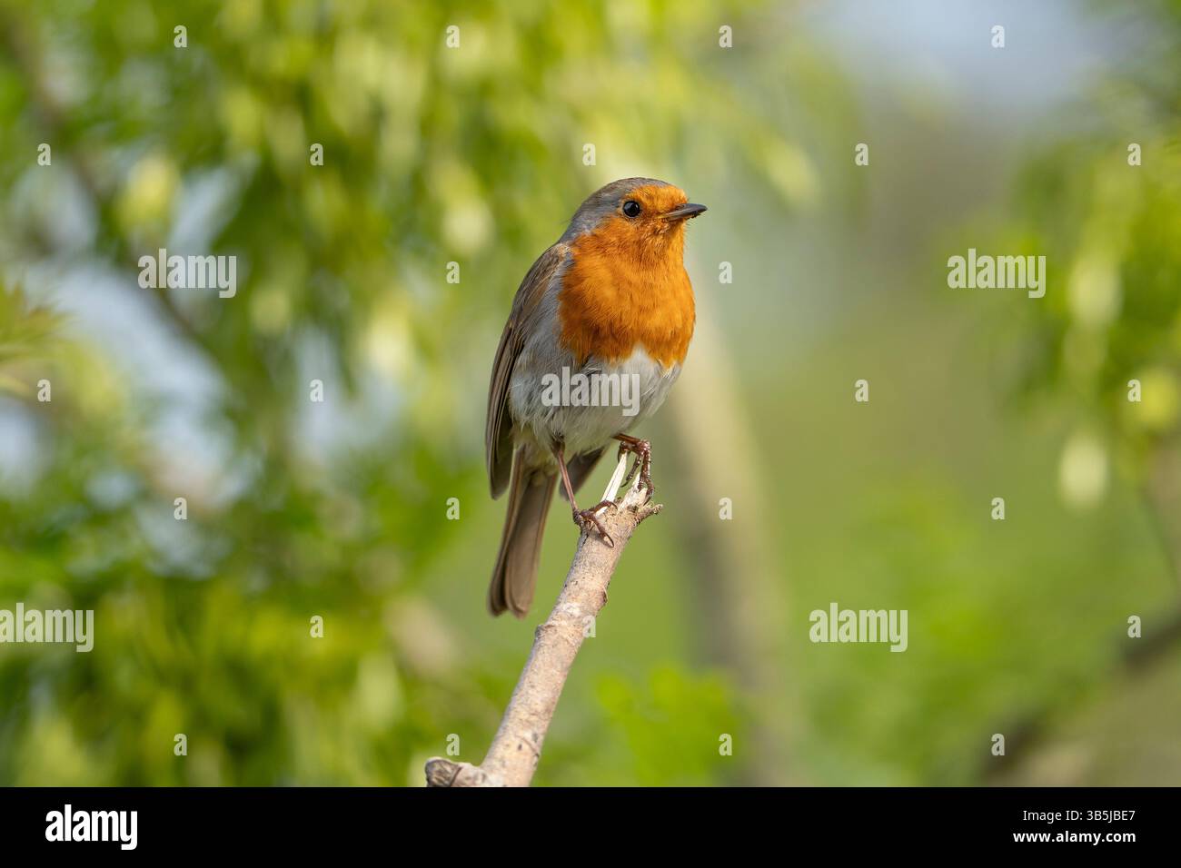 Aus der Nähe eines wilden britischen robinvogels (Erithacus rubecula), der sich isoliert am Ende eines vertikalen, gebrochenen Asts bei herrlich sonnigen Bedingungen erhebt. Stockfoto