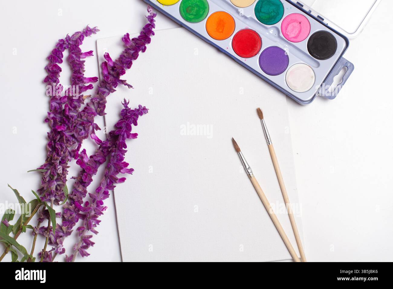 Salbeiblumen, Pinsel und Aquarellfarben auf einem weißen Blatt Papier in einer Draufsicht Stockfoto