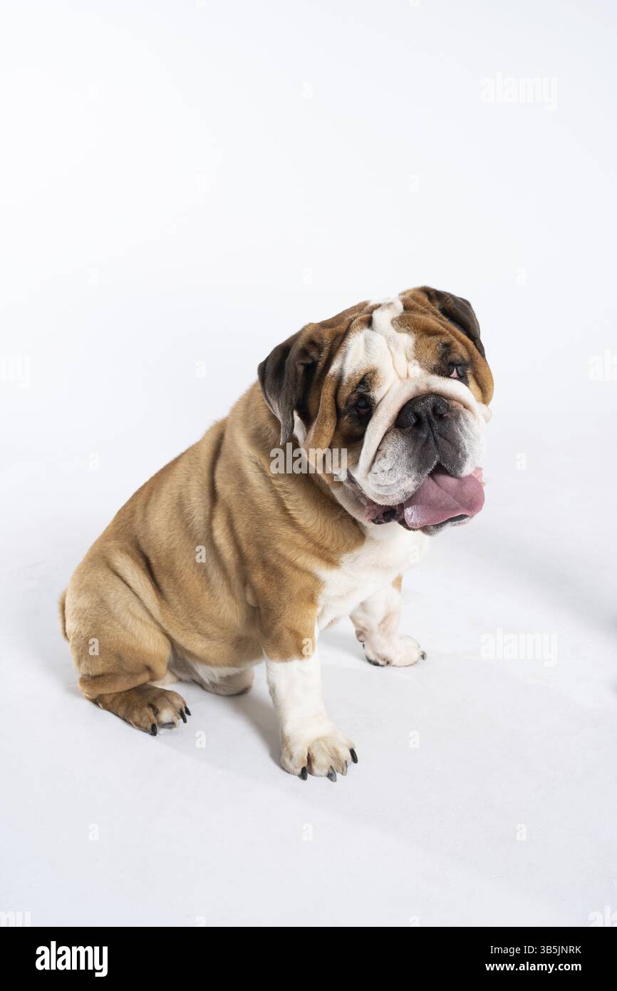 Ein englischer Bulldog sitzt mit offenem Mund und ist isoliert auf weiß. Der englische Bulldog ist ein reinrassiger Hund mit Abstammung. Die Rasse von Hund Be Stockfoto