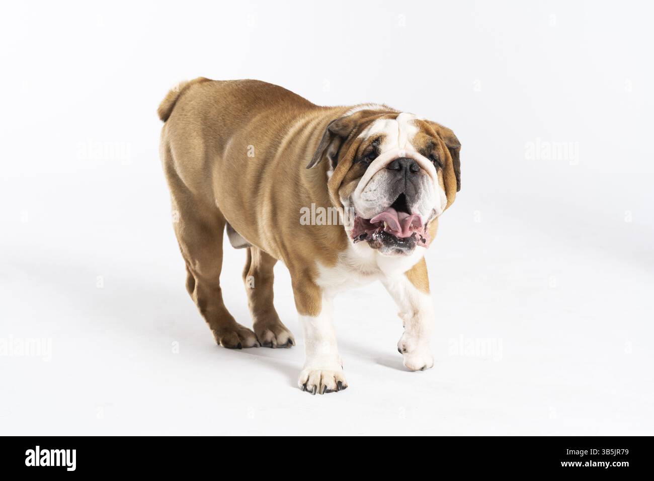 Der englische Bulldog ist ein reinrassiger Hund mit Abstammung. Die Rasse gehört zur moloss-Gruppe, die im 18. Jahrhundert in England gezüchtet wurde Stockfoto