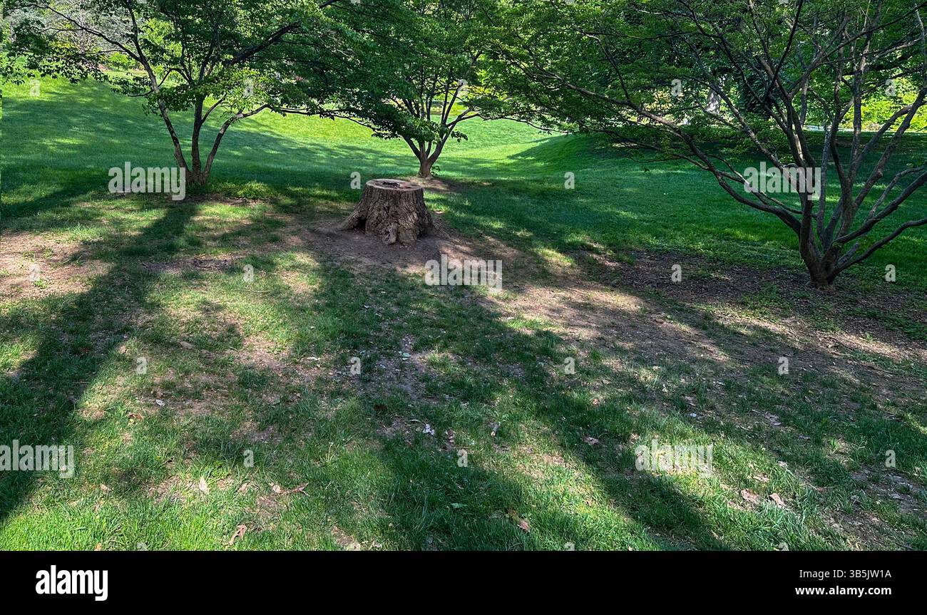 Die Basis eines abgetrennten Baumes im tiefen Licht des späten Nachmittags. Stockfoto