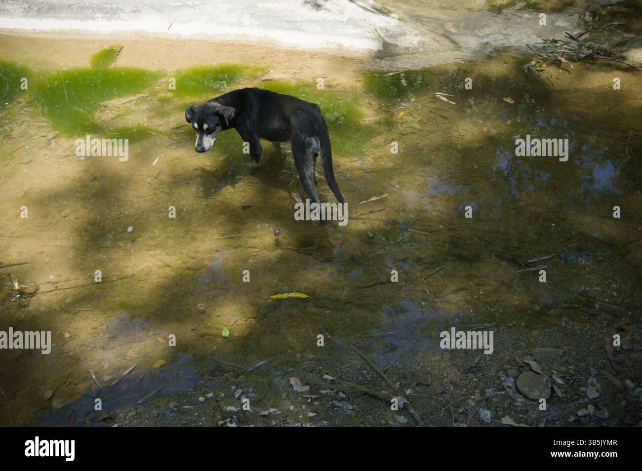 Der überhitzte Hund suchte nach Wasser. Stockfoto