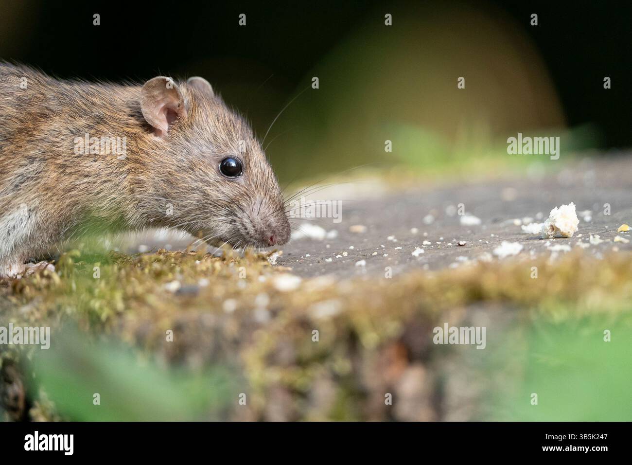 Seitenansicht einer wilden braunen Ratte (Rattus norvegicus), die auf einem Baumstumpf im Wald Großbritanniens nach Nahrung sucht. Stockfoto