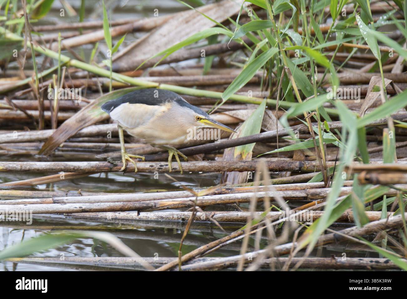 Kleine Bitterkeit auf dem Fell Stockfoto