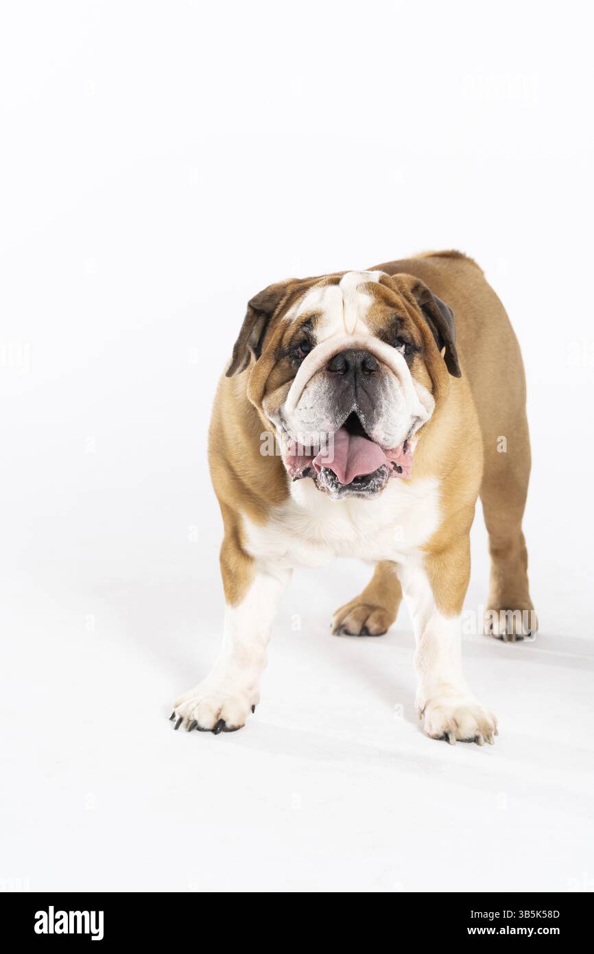 Der englische Bulldog ist ein reinrassiger Hund mit Abstammung. Die Rasse gehört zur moloss-Gruppe, die im 18. Jahrhundert in England gezüchtet wurde Stockfoto