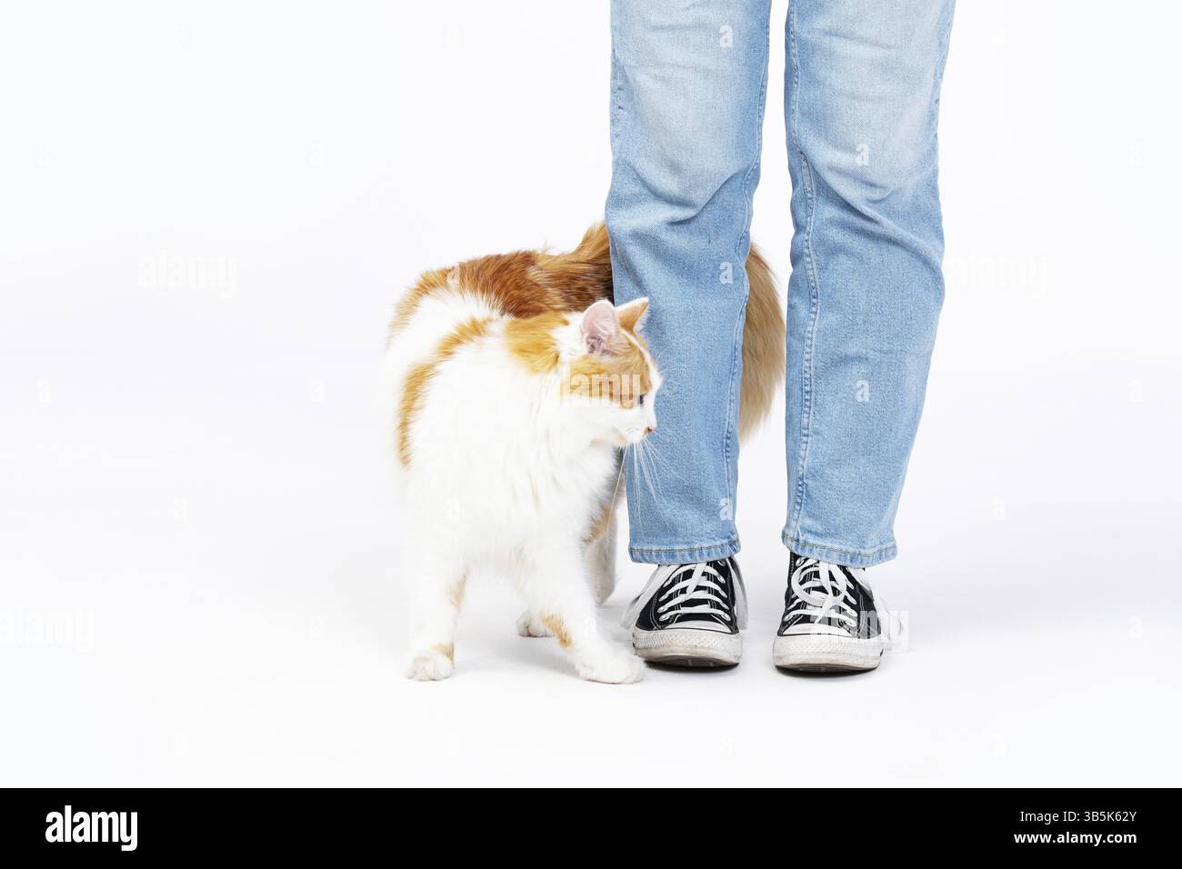 Eine verspielte Katze, die sich mit den Beinen einer Person beschaeftigt, waehrend sie eine laessige, entspannte Umgebung Geniesst Stockfoto