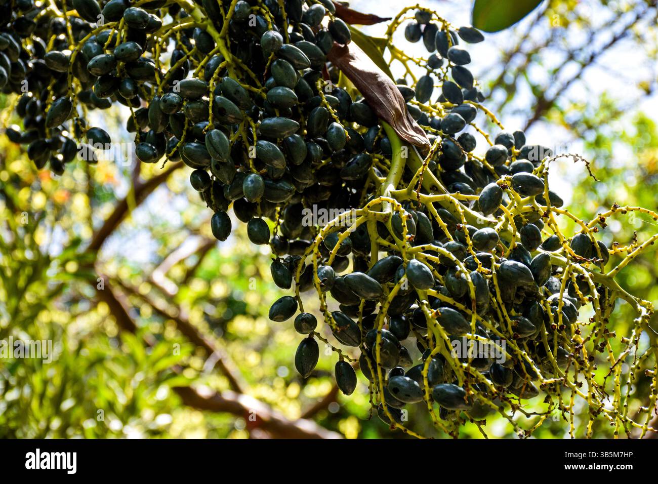 Dattelfrucht Baum, Datteln auf einem Baum, frisches Obst, Medjool Datteln, Zuckeralternative, biologischer Anbau Stockfoto