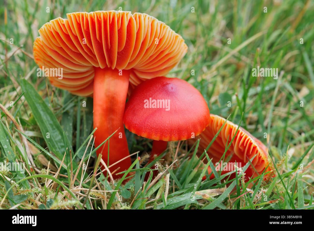 Crimson Wachskappen-Pilze (Hygrocybe punicea) wachsen auf Grasland, Strathconon, Inverness-shire, Schottland, Oktober. Stockfoto