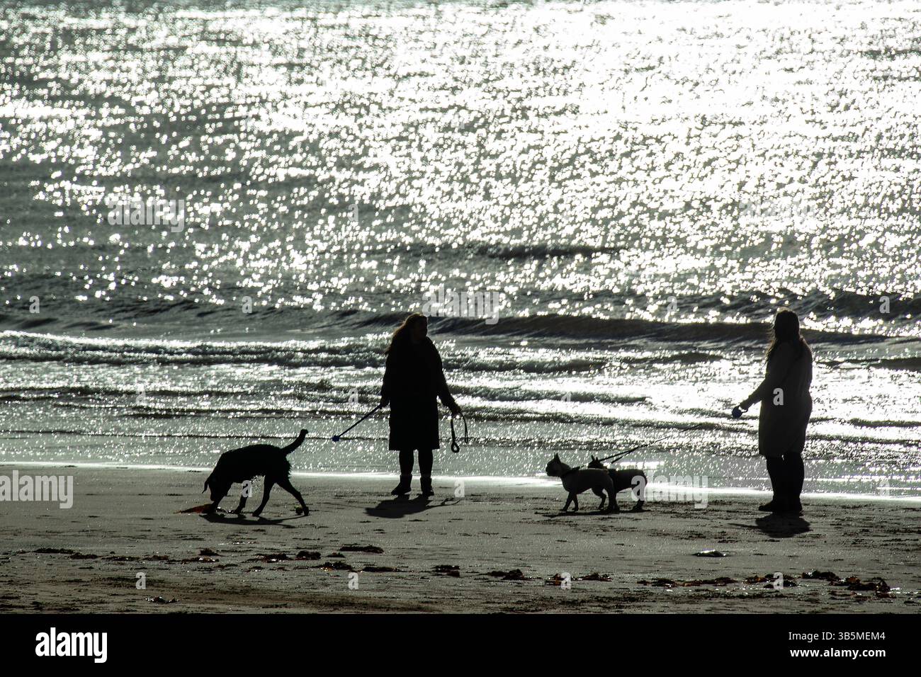 Sillhouetten von zwei Menschen, die mit ihren Hunden am Strand mit dem Meer laufen Stockfoto
