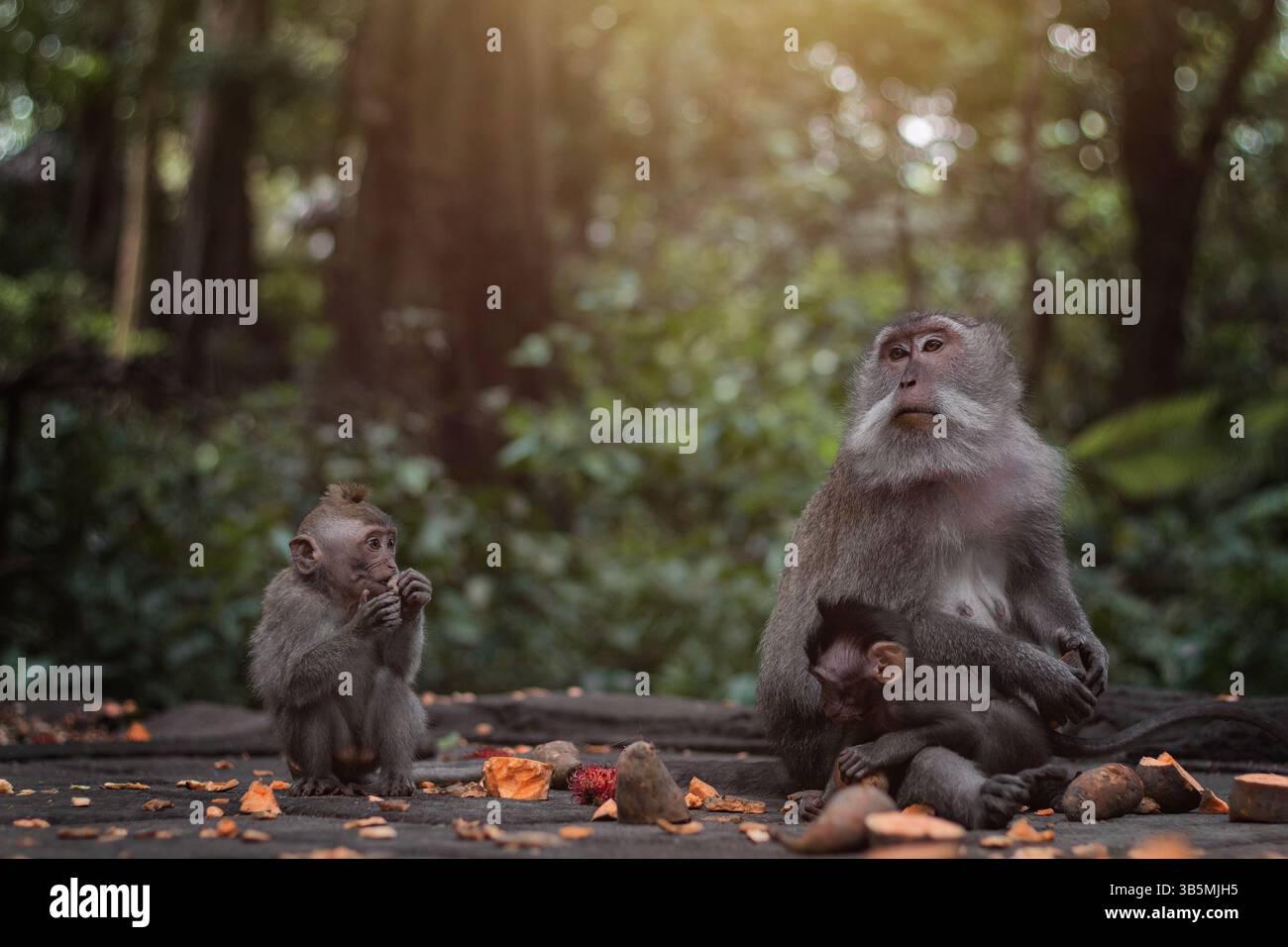 Eine ruhige Familie von Affen, die ihre Zeit in einem üppigen grünen Dschungel genießen Stockfoto