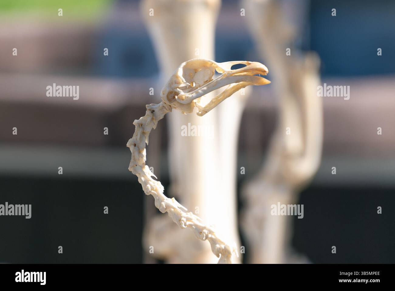 Nahaufnahme eines Vogelskeletts mit detaillierter Knochenstruktur. Stockfoto