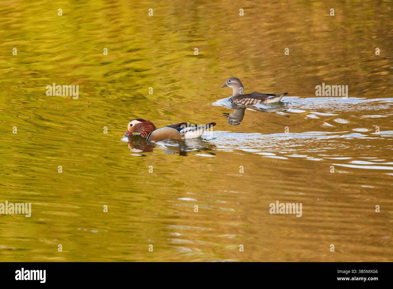 Ein Paar Mandarinenten (Aix galericulata), männlich und weiblich, schwimmen auf einem See mit goldgelben Reflexen. Stockfoto