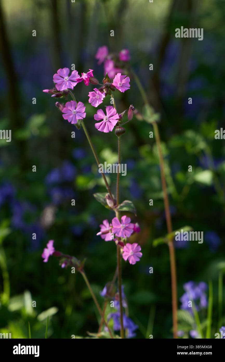 Rote Campion Blume (Silene dioica) in einem Pool von Sonnenlicht auf einem Waldboden. Stockfoto