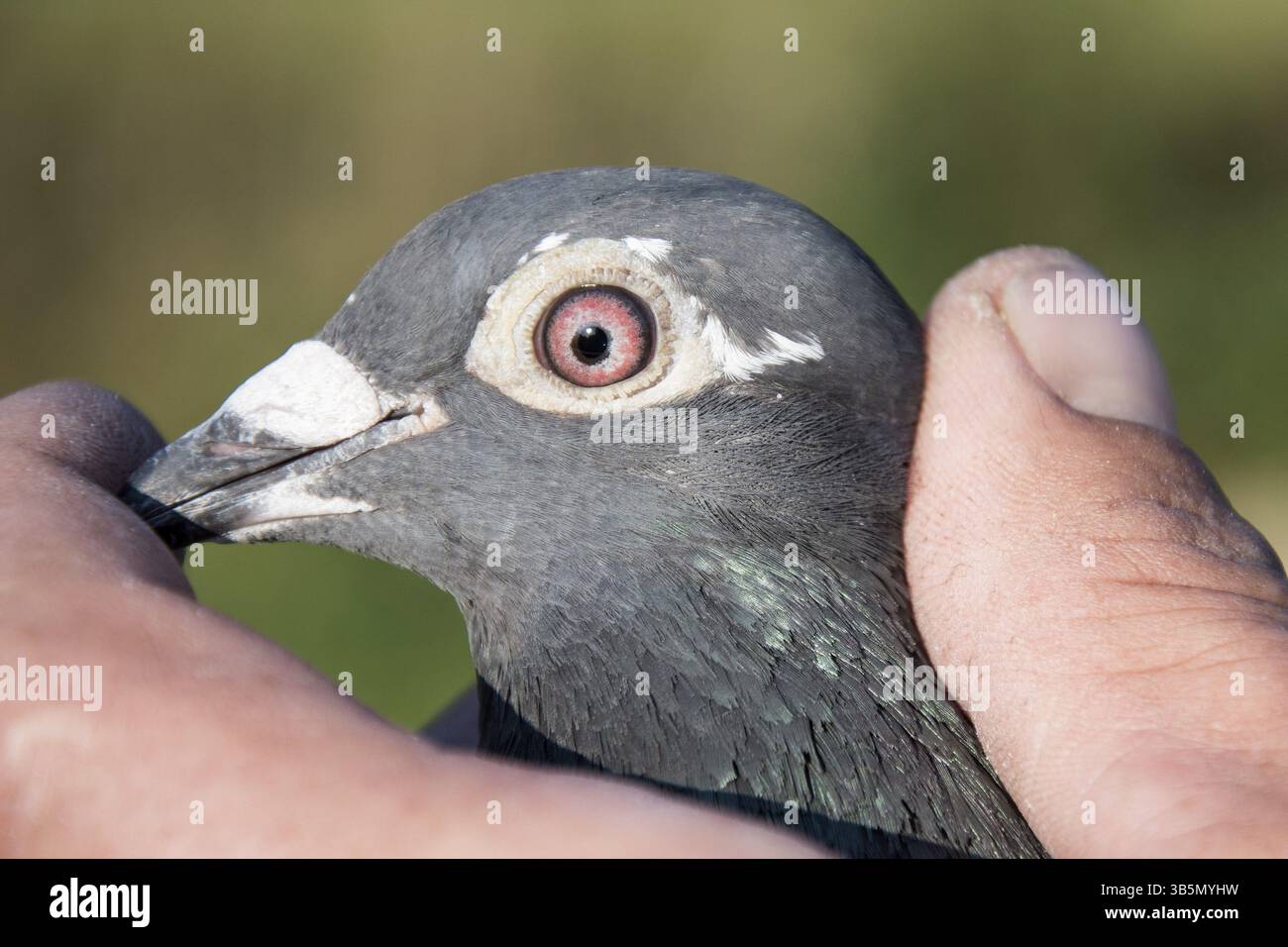 Das Auge einer Tragetaube Stockfoto