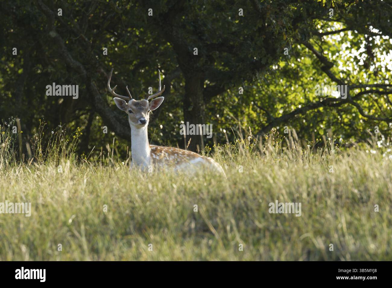 Damwild (Dama Dama) Stockfoto