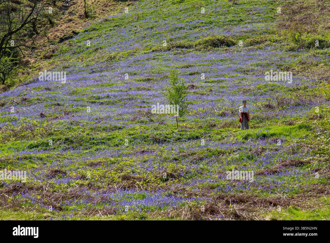 Rydal, Cumbria, Großbritannien. Mai 2025. Ein Teppich aus Blauglocken im Rydal im Lake District, Cumbria, UK Credit: John Eveson/Alamy Live News Stockfoto