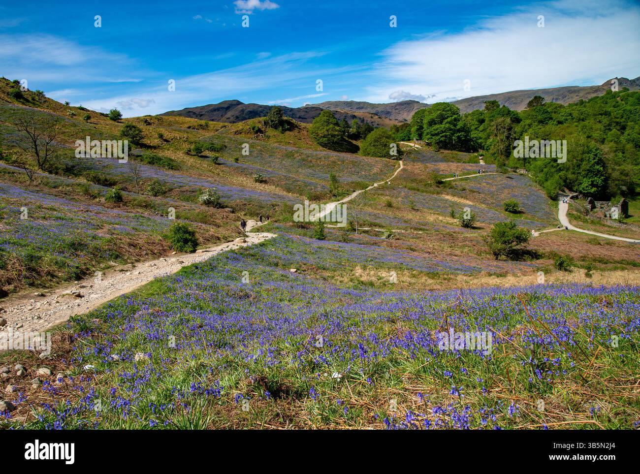 Rydal, Cumbria, Großbritannien. Mai 2025. Ein Teppich aus Blauglocken im Rydal im Lake District, Cumbria, UK Credit: John Eveson/Alamy Live News Stockfoto