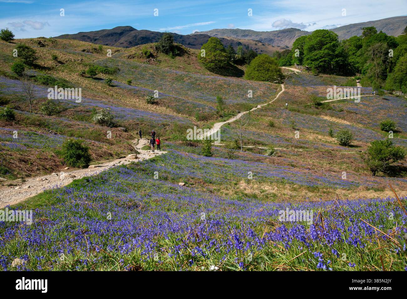 Rydal, Cumbria, Großbritannien. Mai 2025. Ein Teppich aus Blauglocken im Rydal im Lake District, Cumbria, UK Credit: John Eveson/Alamy Live News Stockfoto