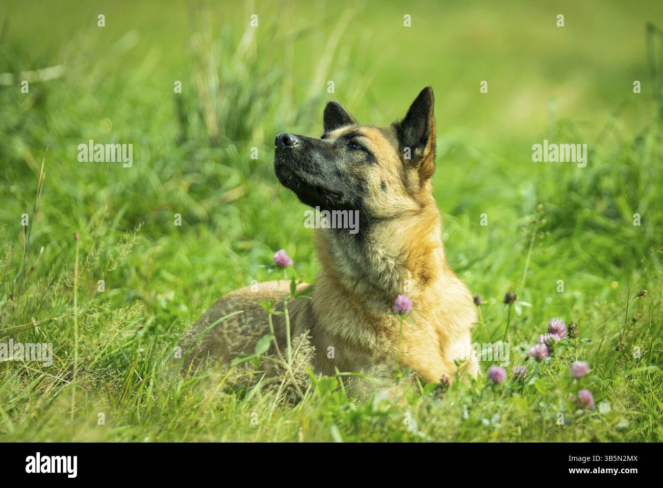 Haushund (Canis Lupus familiaris) Stockfoto