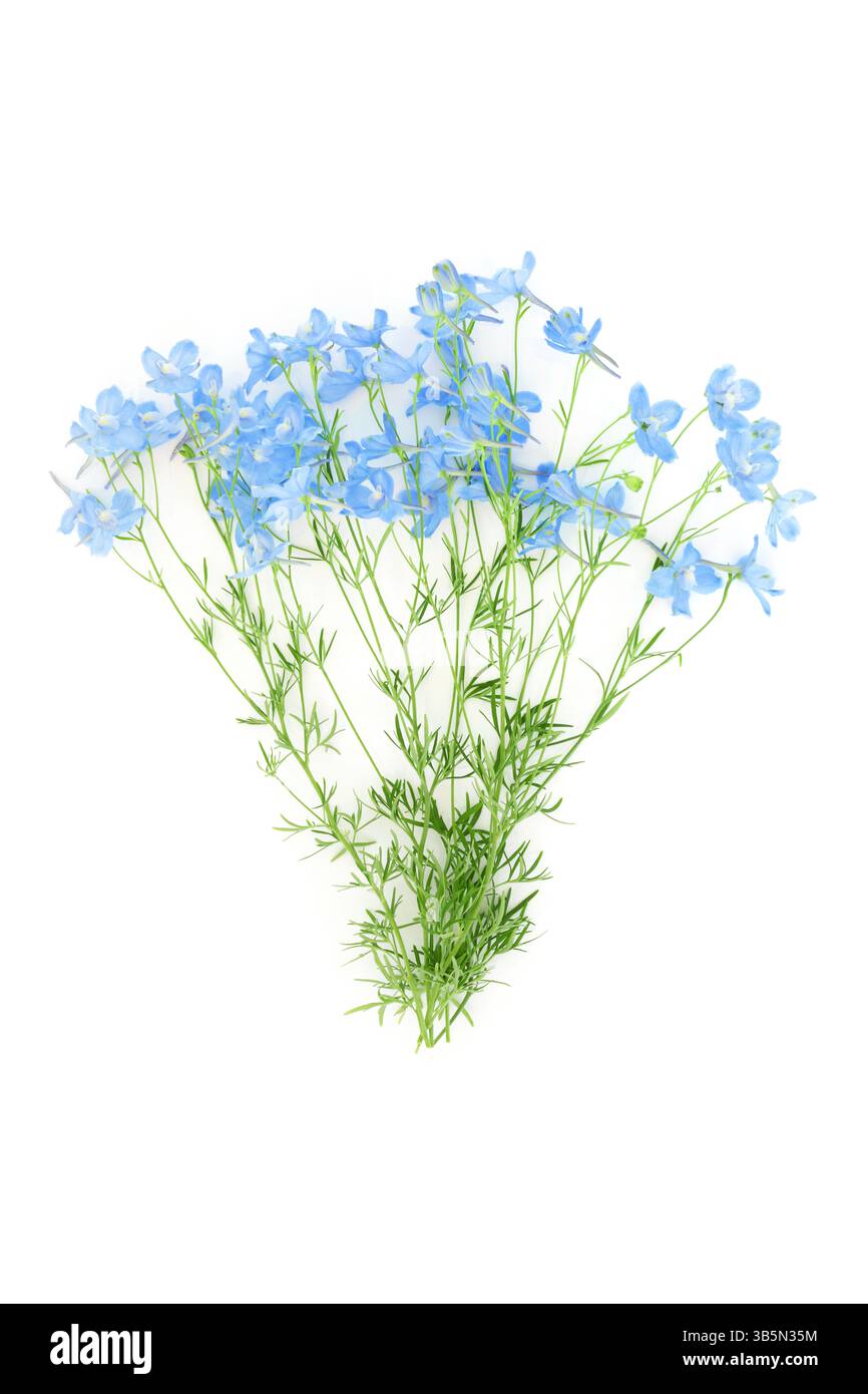 Dephiniumblüten-Arrangement auf weißem Hintergrund. Blaue Sommerblumen bezaubernde und elegante Blüten. Stockfoto