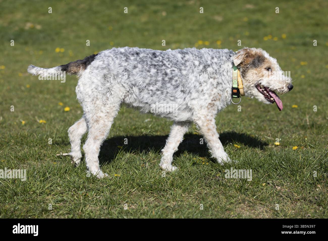 Ein weiß-grauer Mischhund läuft müde vom Laufen, um sich abzukühlen Stockfoto