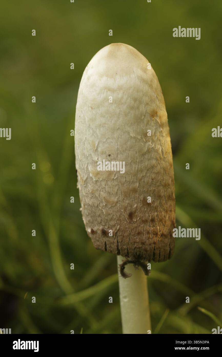 Haubenzinkung (Coprinus comatus) Stockfoto