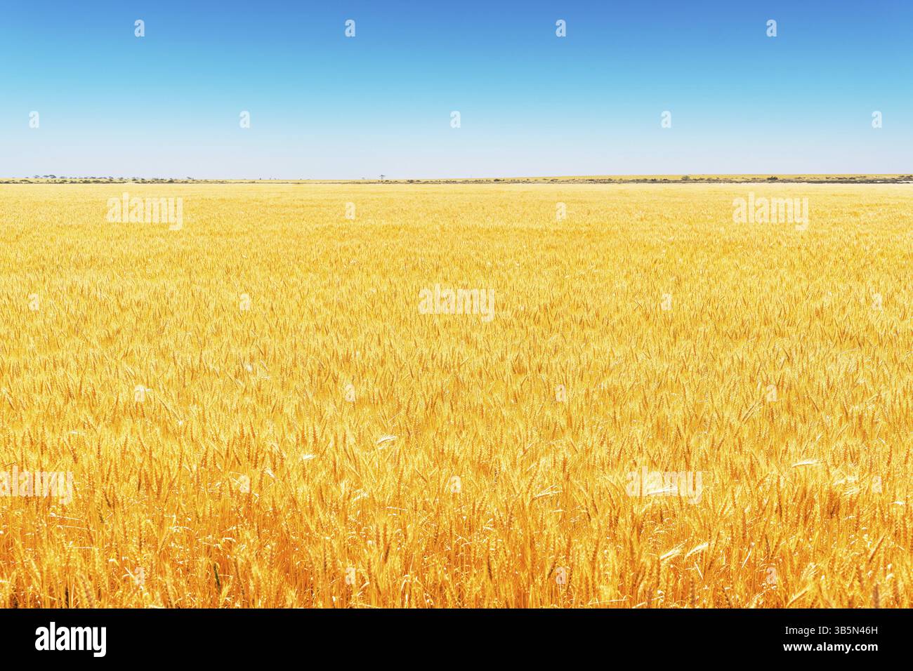 Feld des goldenen Weizens unter dem blauen Himmel Stockfoto