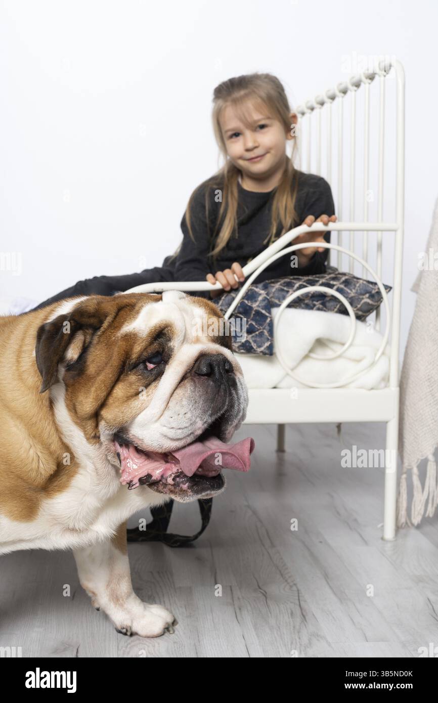 Schauen wir uns den dicken Hund von oben auf dem Boden an. Der englische Bulldog wurde als Begleiter und abschreckender Hund gezüchtet. Eine Rasse mit einem braunen Mantel mit Stockfoto