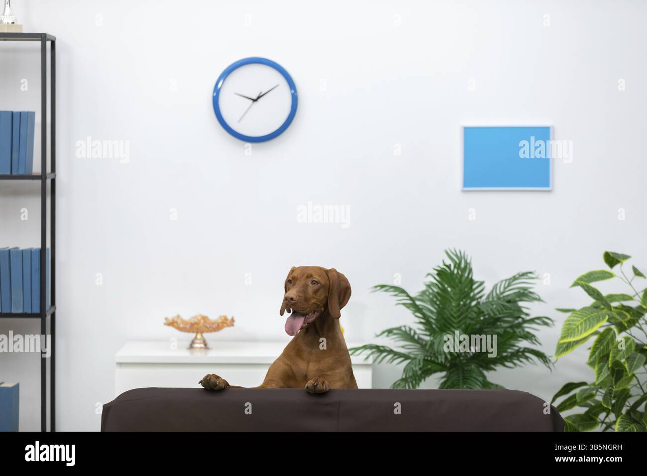 Ein fröhlicher und verspielter Hund sitzt in einem stilvollen Büro, umgeben von Grün, Pflanzen und lebhaftem Dekor Stockfoto