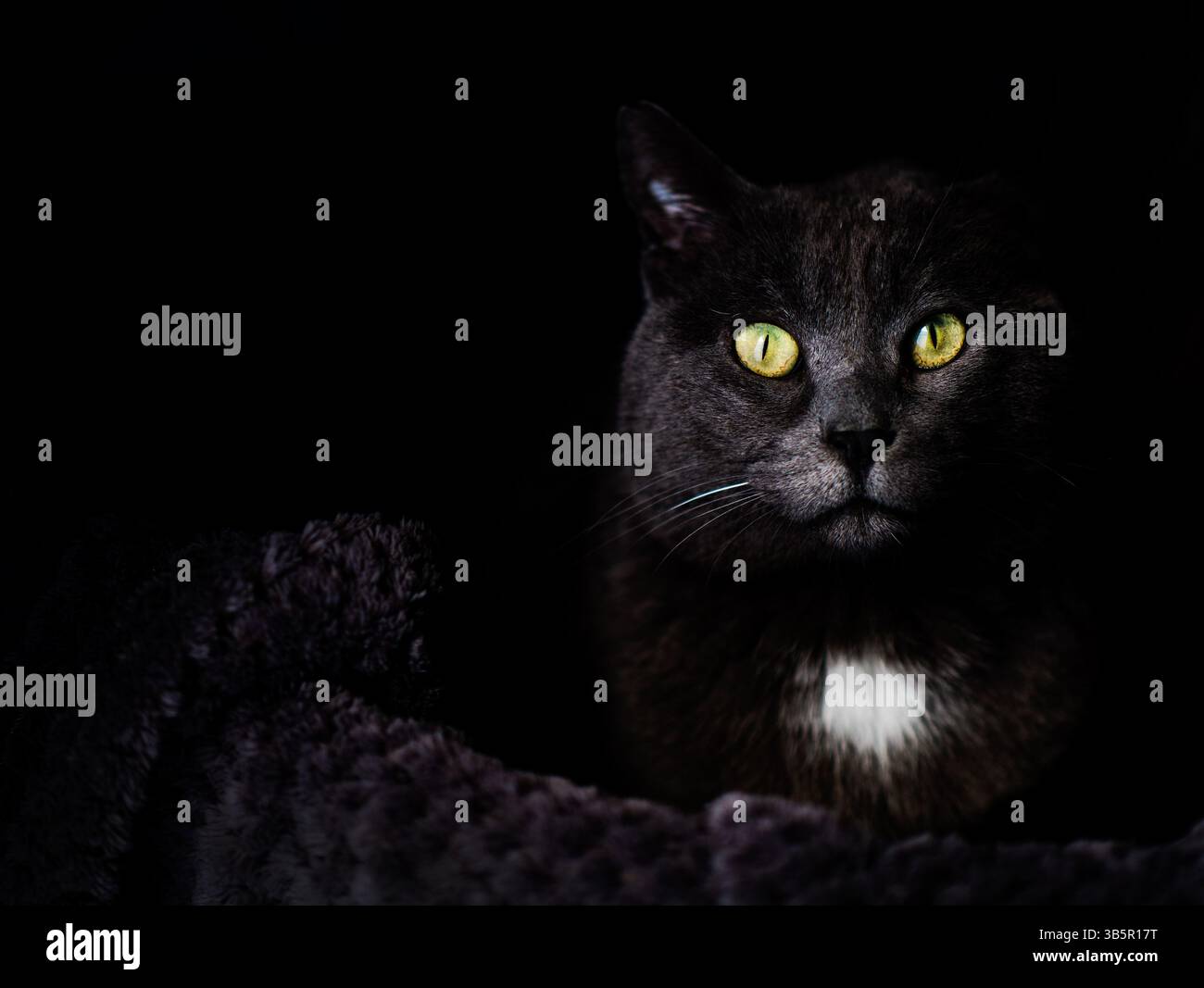 Katze retten Stockfoto