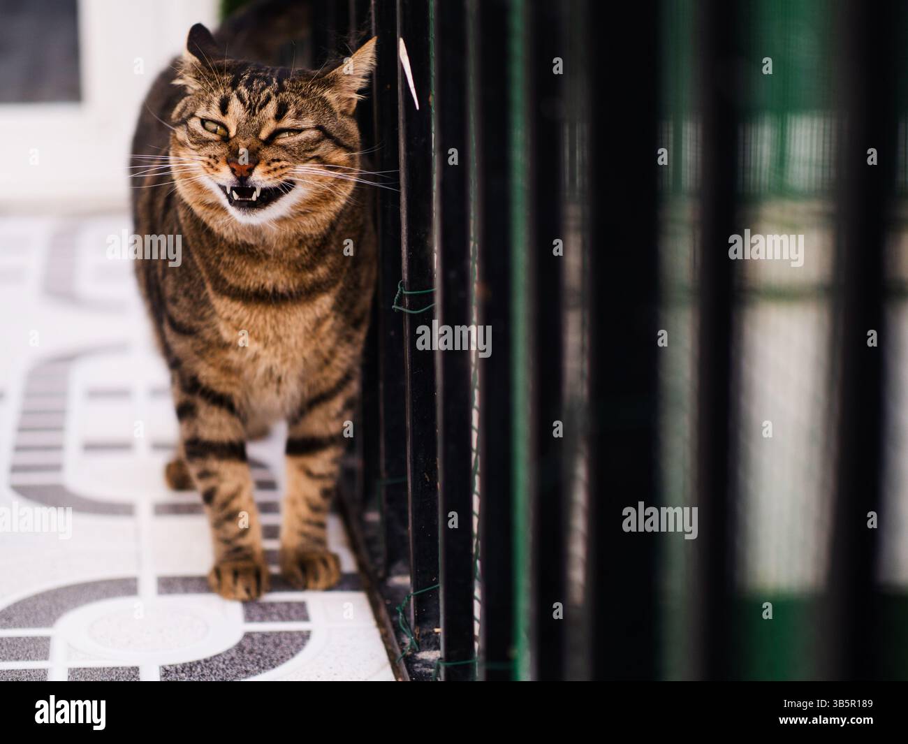 Katze mit einem lustigen Ausdruck Stockfoto