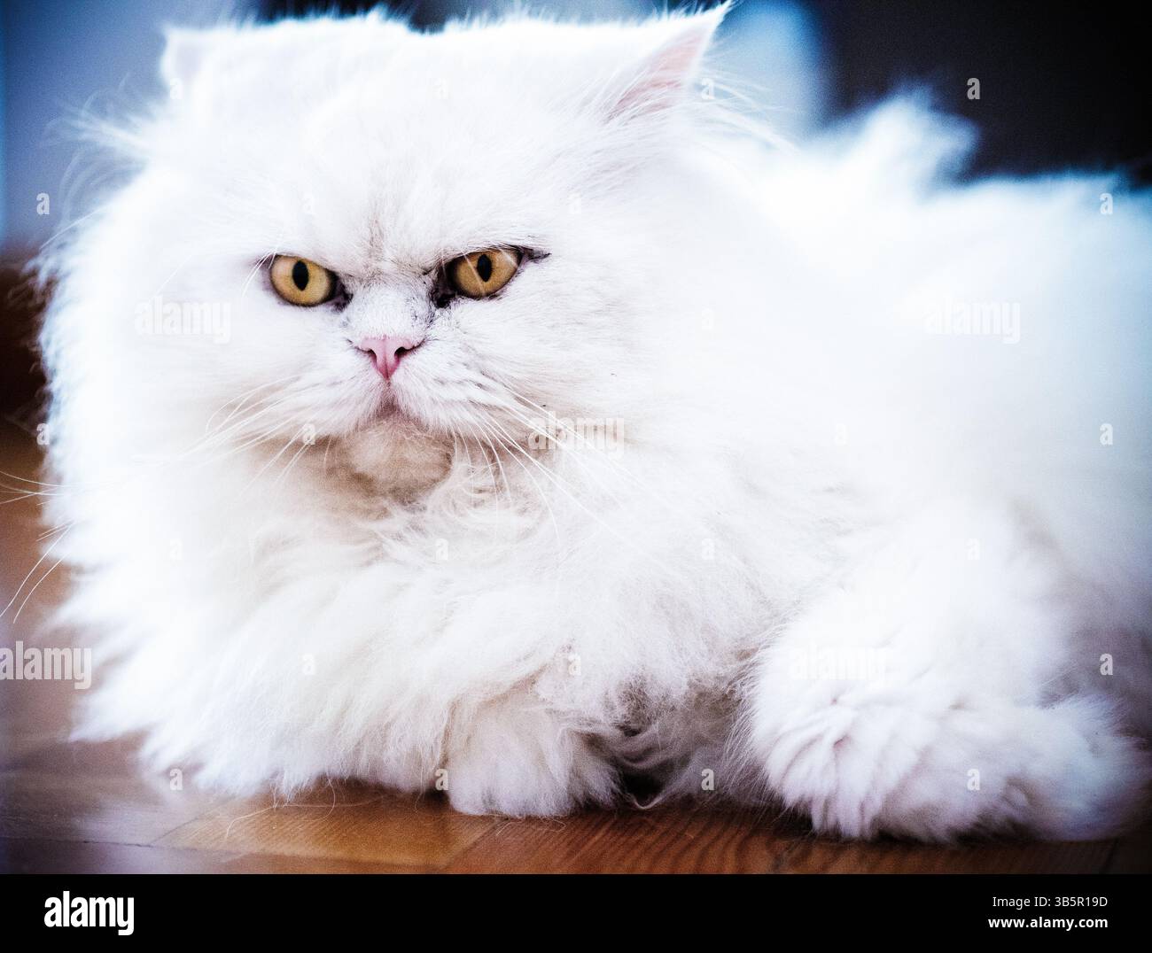 Weiße Katze Stockfoto