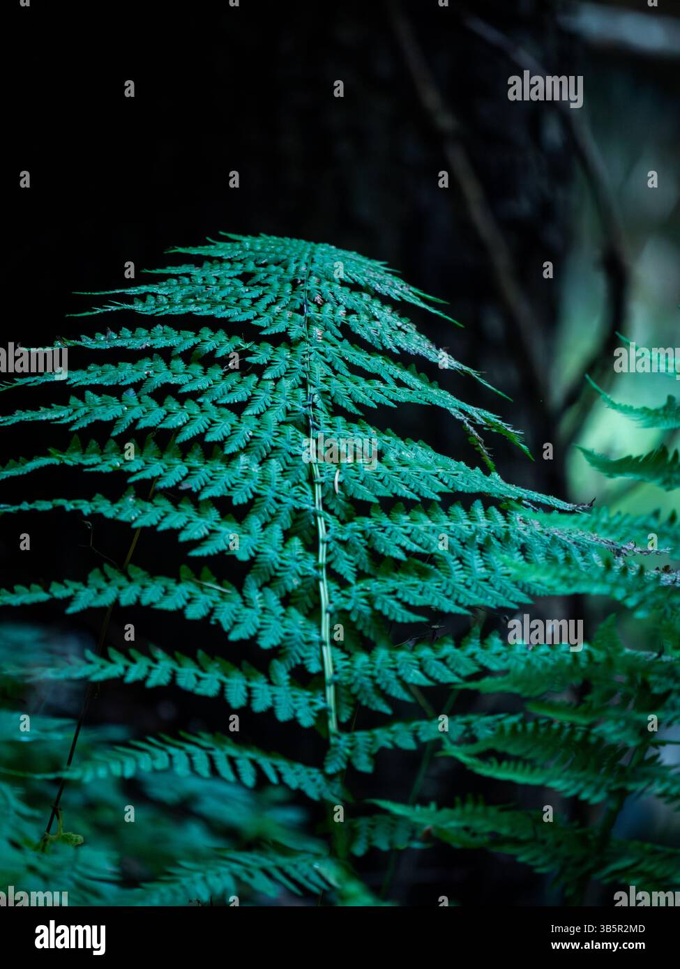 Moody-Foto von Farnblatt im Waldlicht Stockfoto