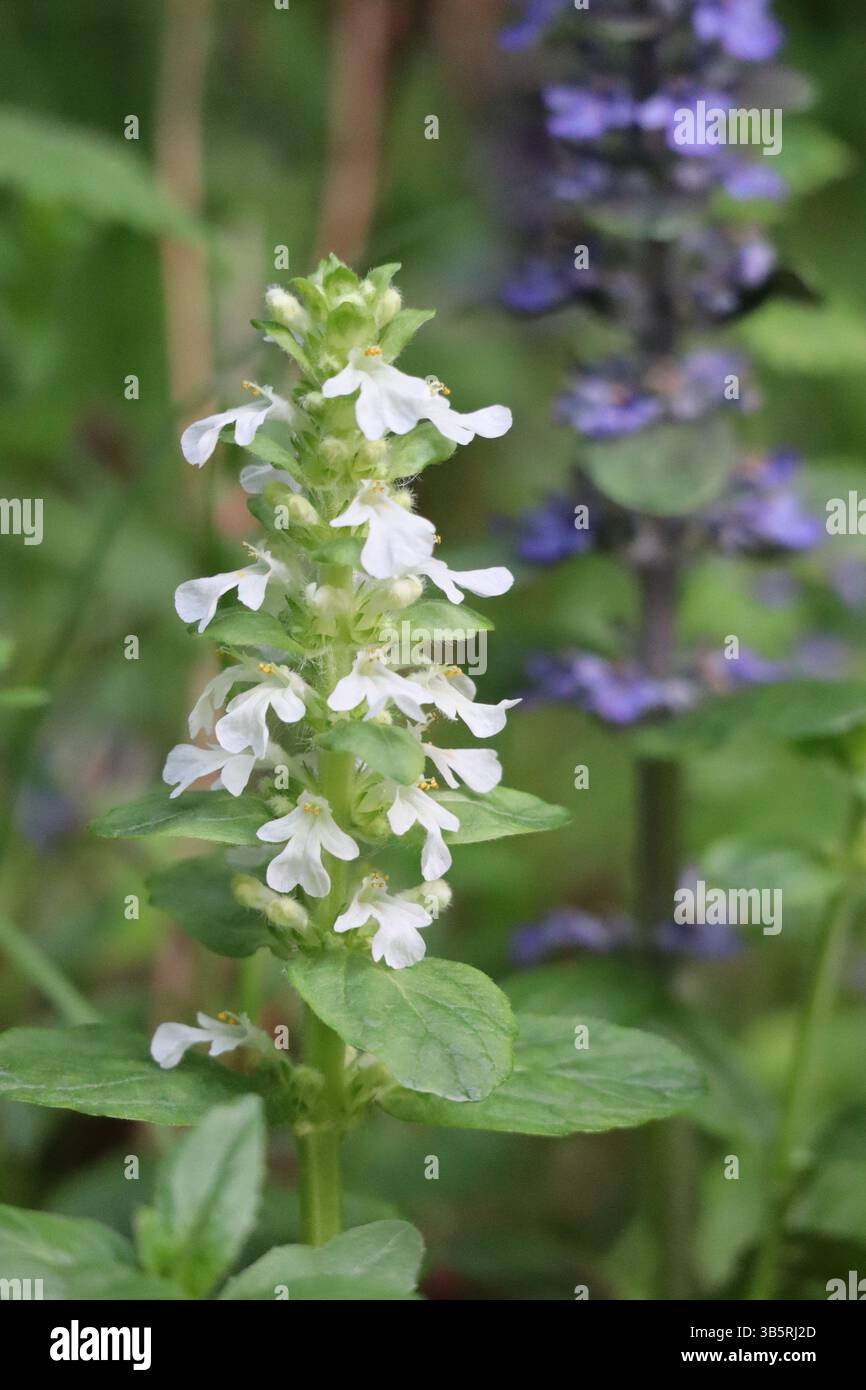 Seltener weißer Bugleweed unter normal gefärbten Stockfoto